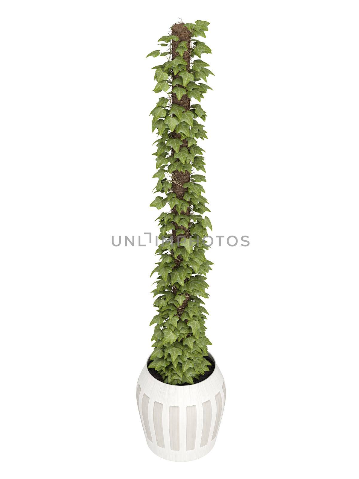 Ivy creeper grown as a houseplant covering a support in a ceramic container isolated on white