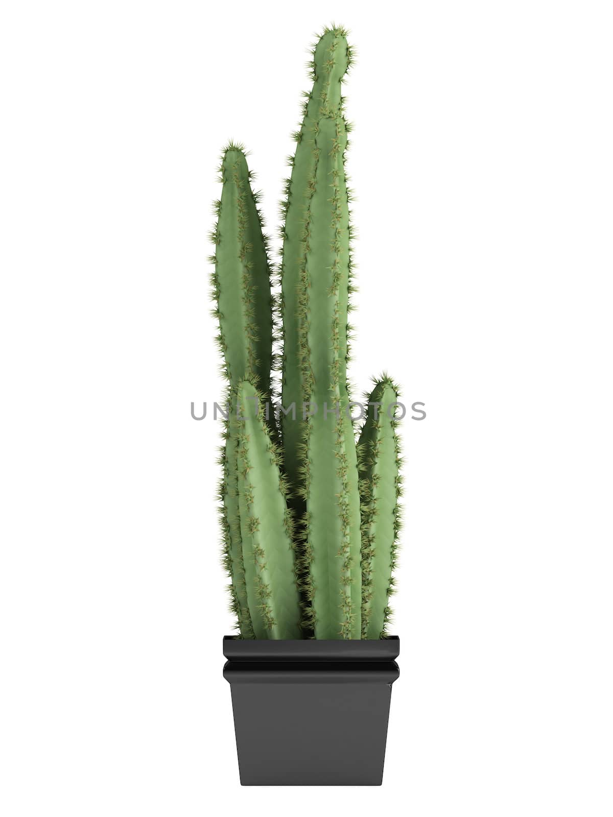 Pilosocereus cactus or columnar hairy cactus, which has hairy areoles with golden spines growing in a container as a houseplant isolated on white