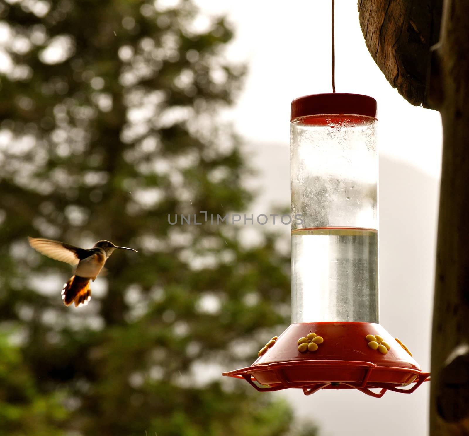 Hummingbird Feeding 3 by RefocusPhoto