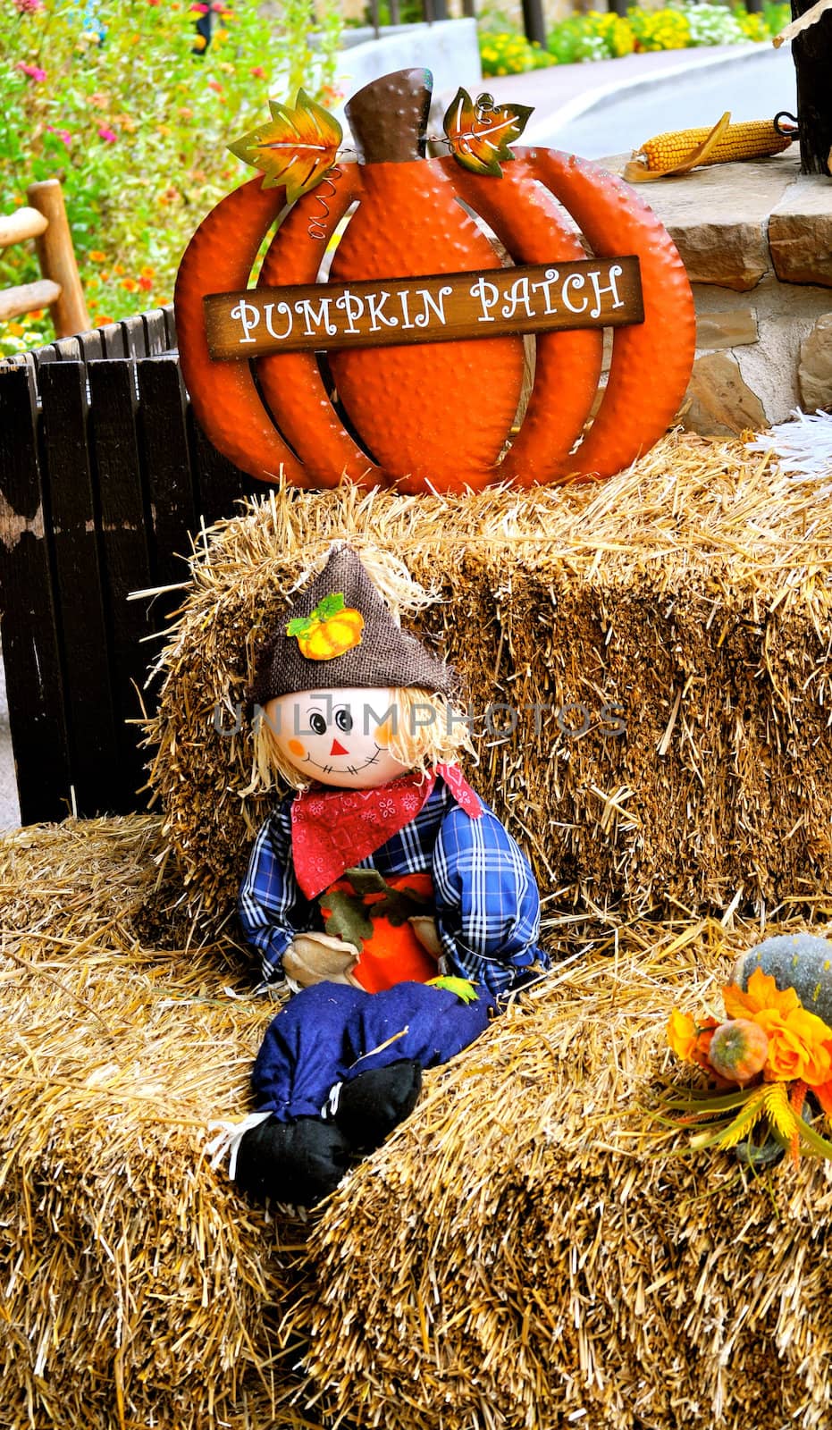 Scarecrow - pumpkin patch