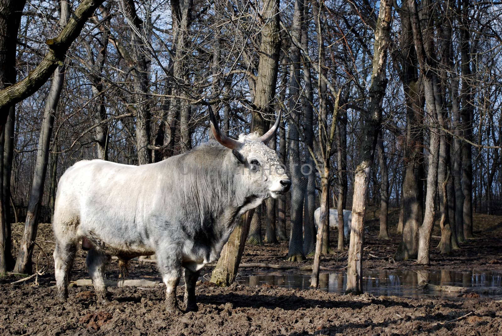 Nature scene with strong white bull