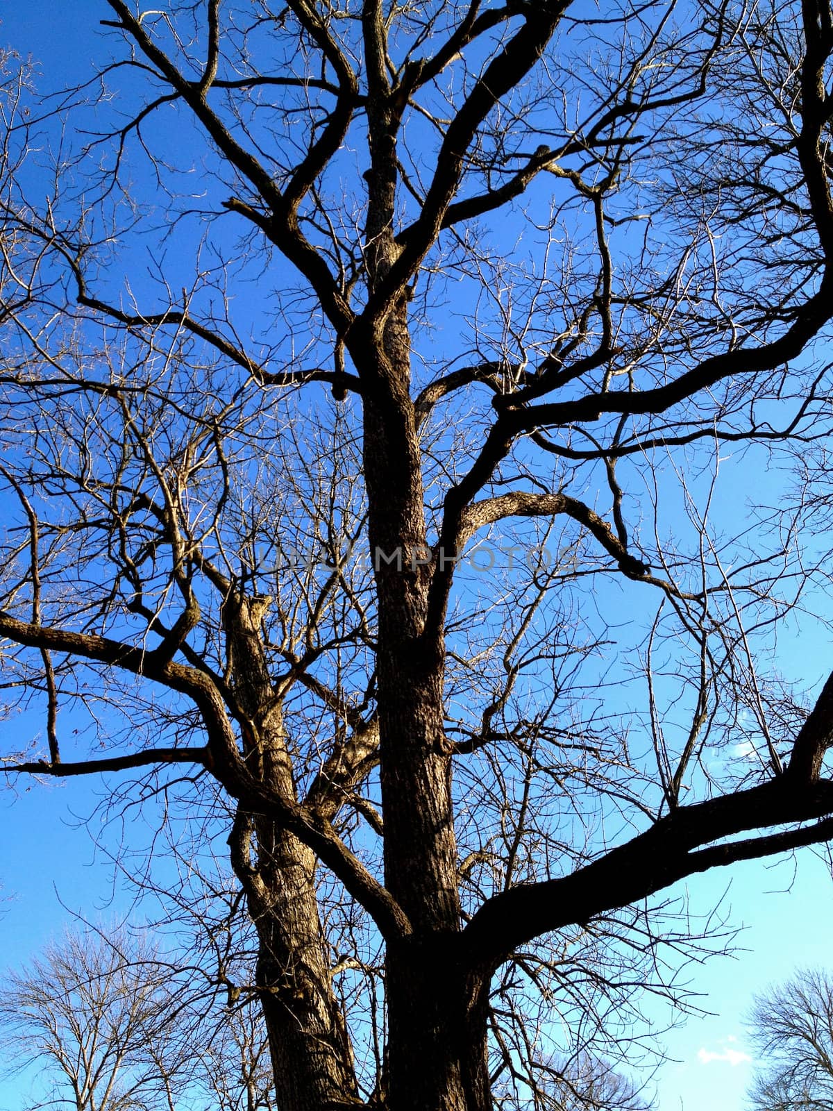 Winter Tree Against Sky