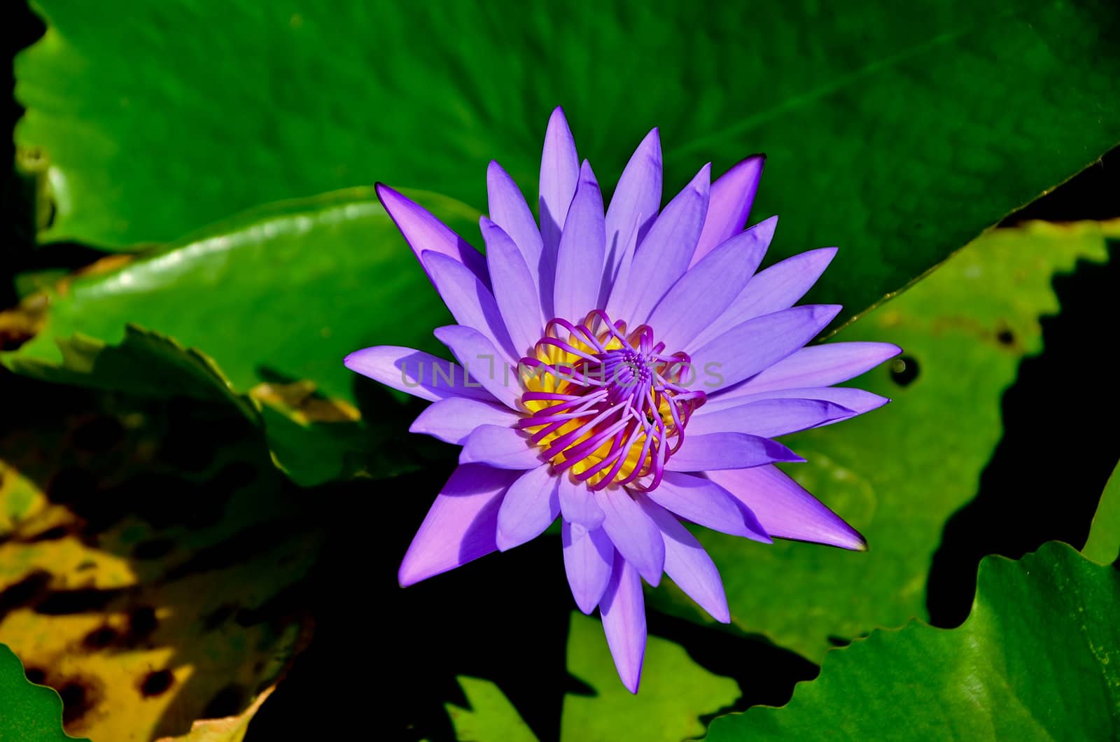 Water lily by raweenuttapong