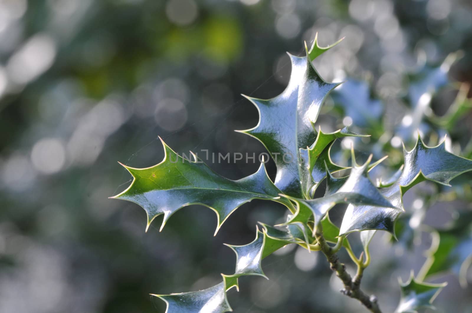 Green Holly pointed Leafs with a blurred background