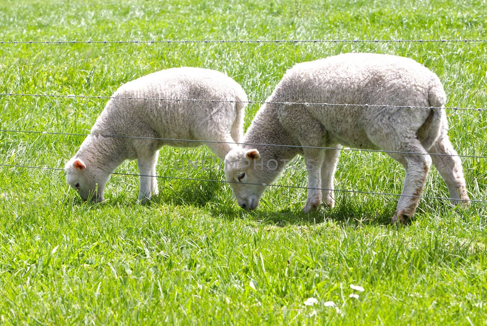 Cute young baby lambs in field