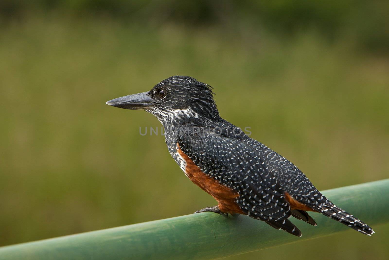 Portrait of a Giant Kingfisher Megaceryle Maxima South Africa