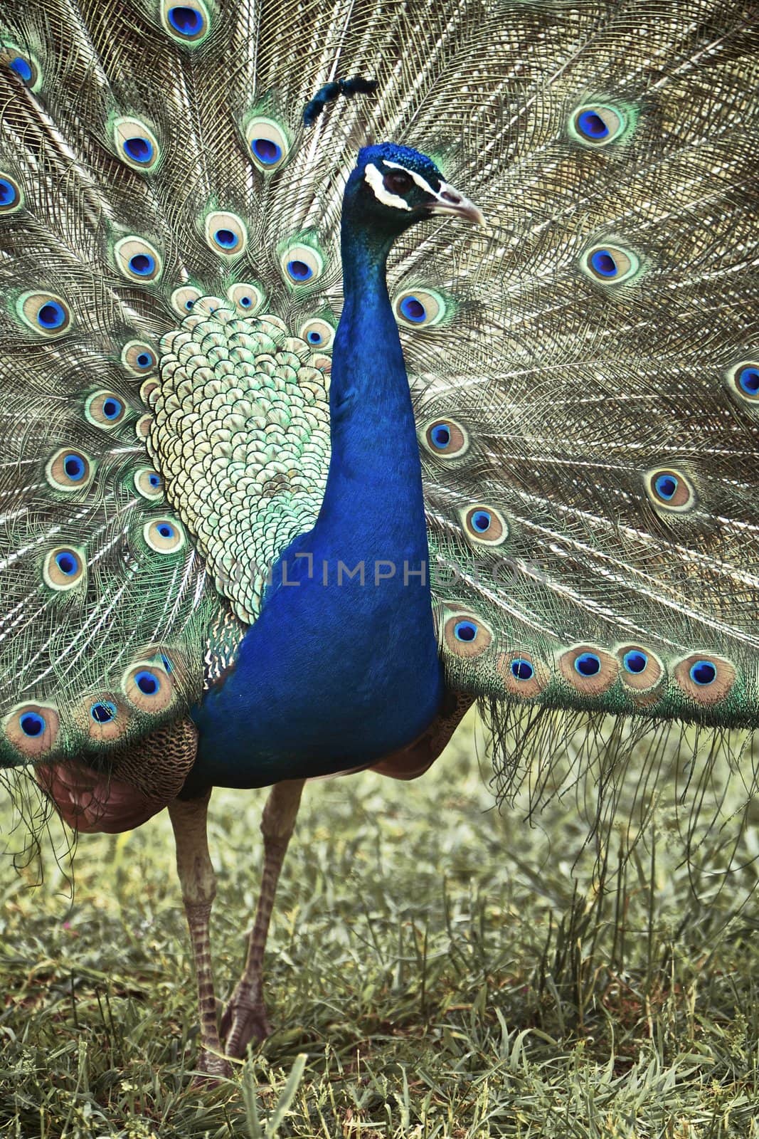 Peacock Male Displaying his Feathers