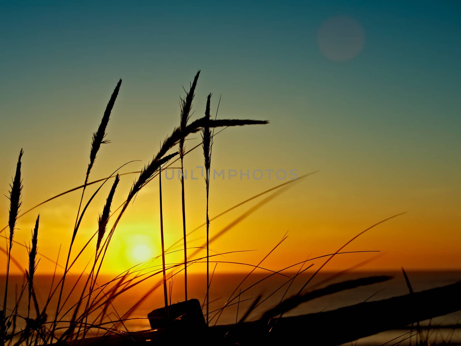 Sunset over the sea with reeds
