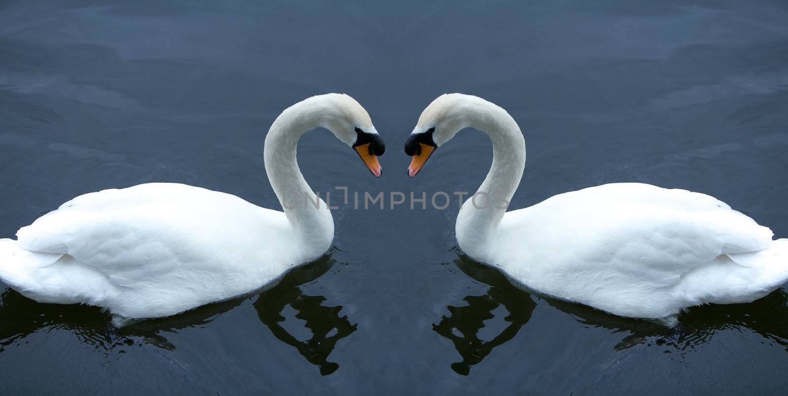 White Swans by instinia