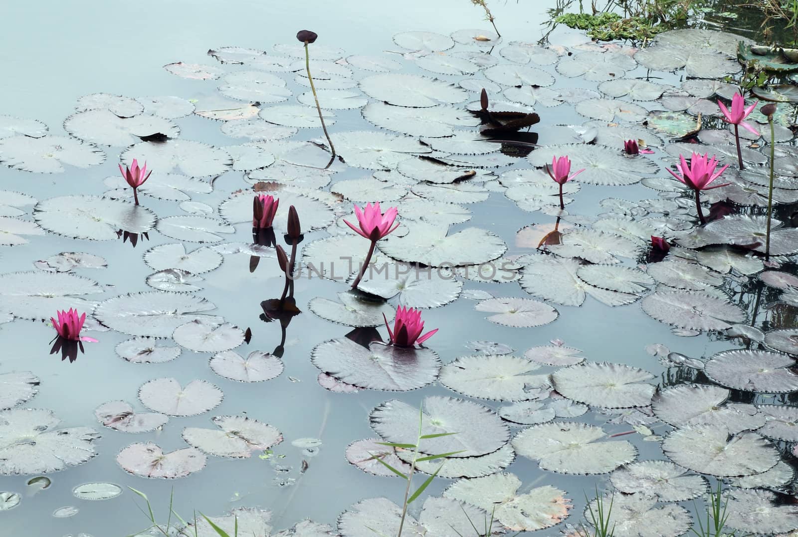 Lotus pond scenery by geargodz