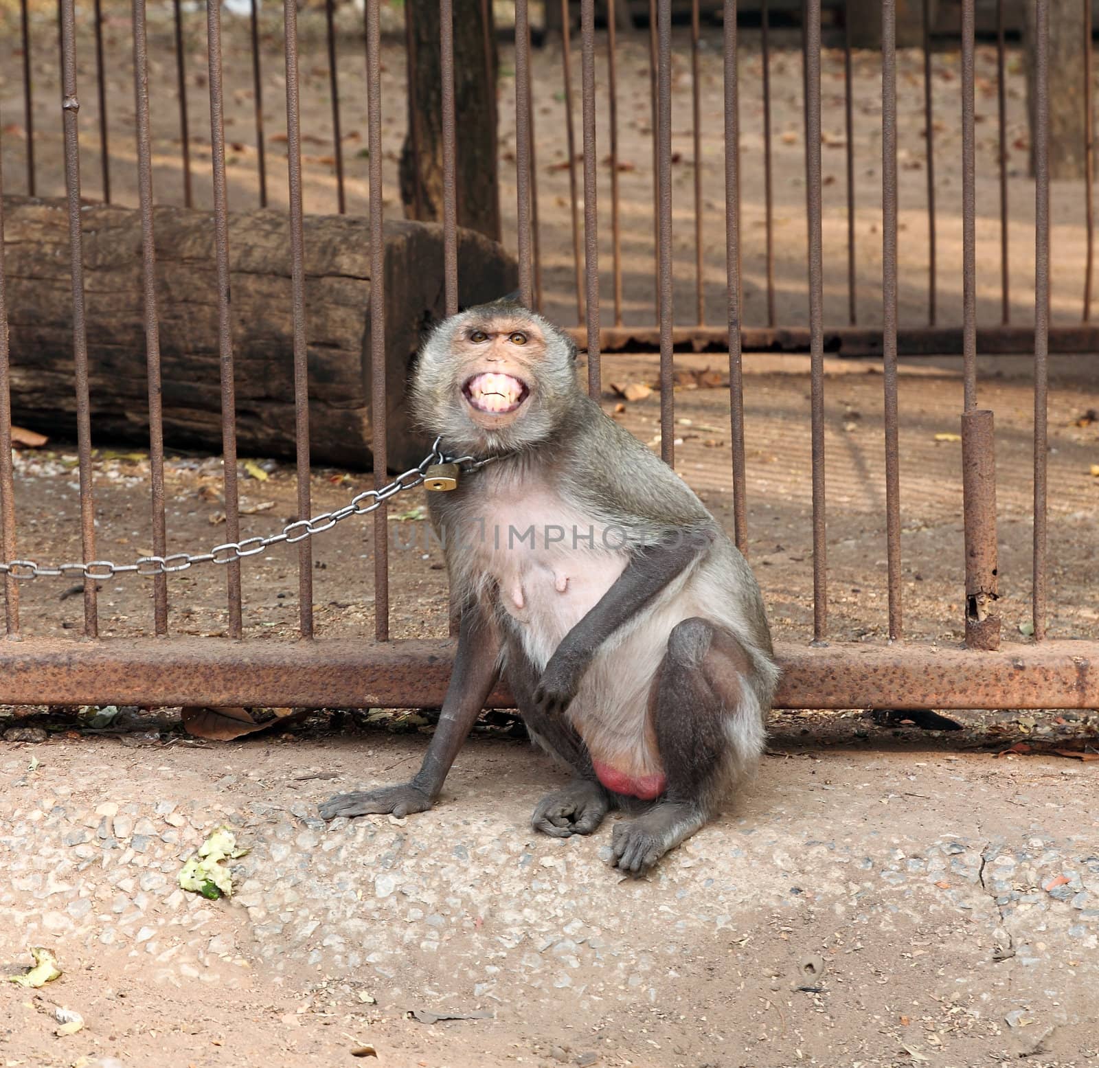 smile monkey with chain in Thailand by geargodz