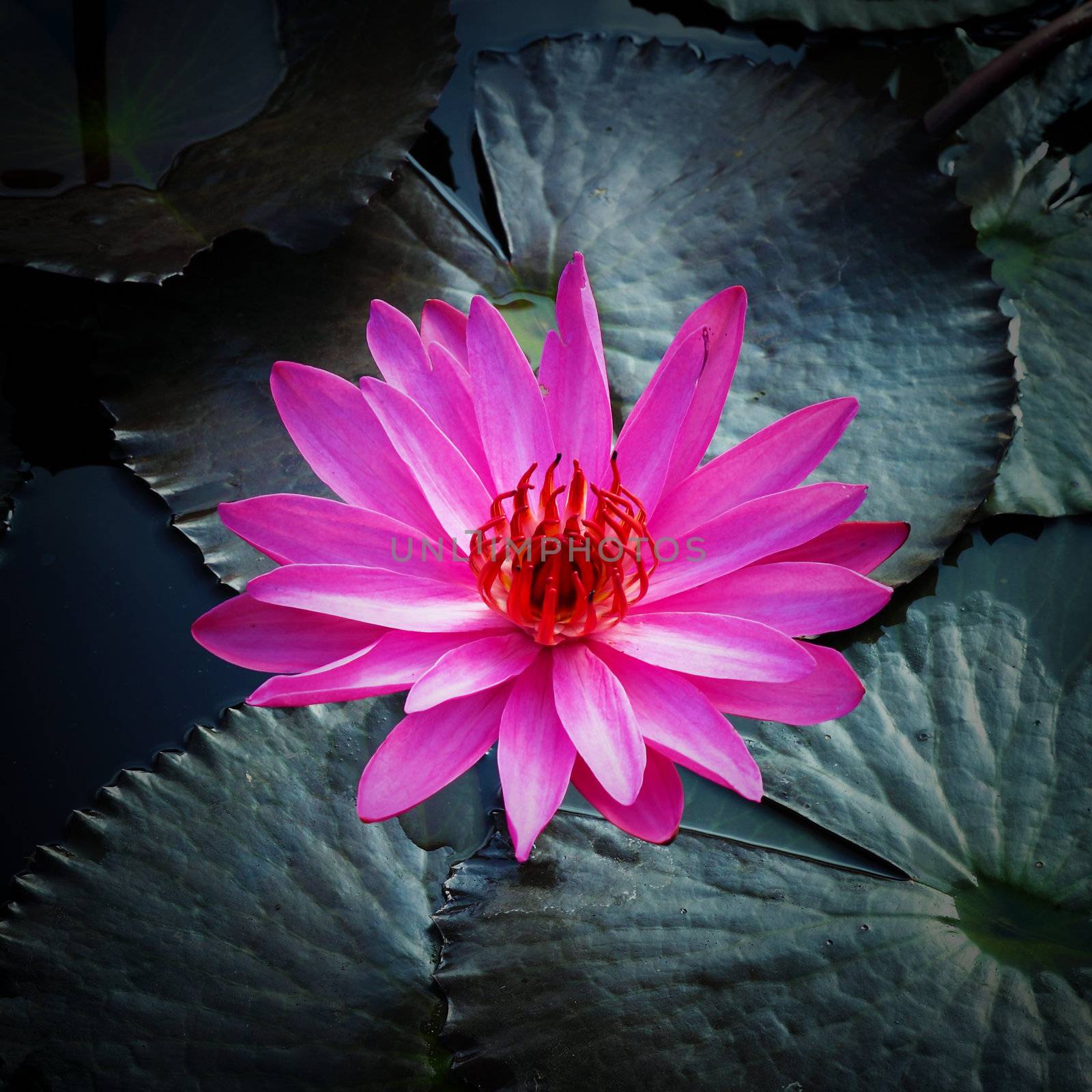 PInk Lotus on the River