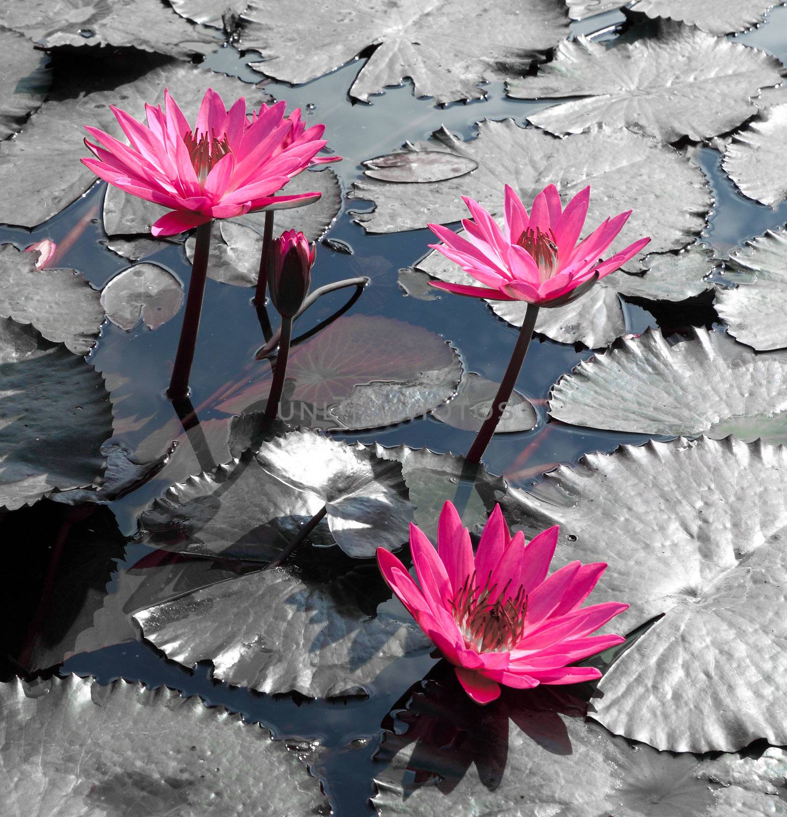 Water lily lotus flower and leaves by geargodz