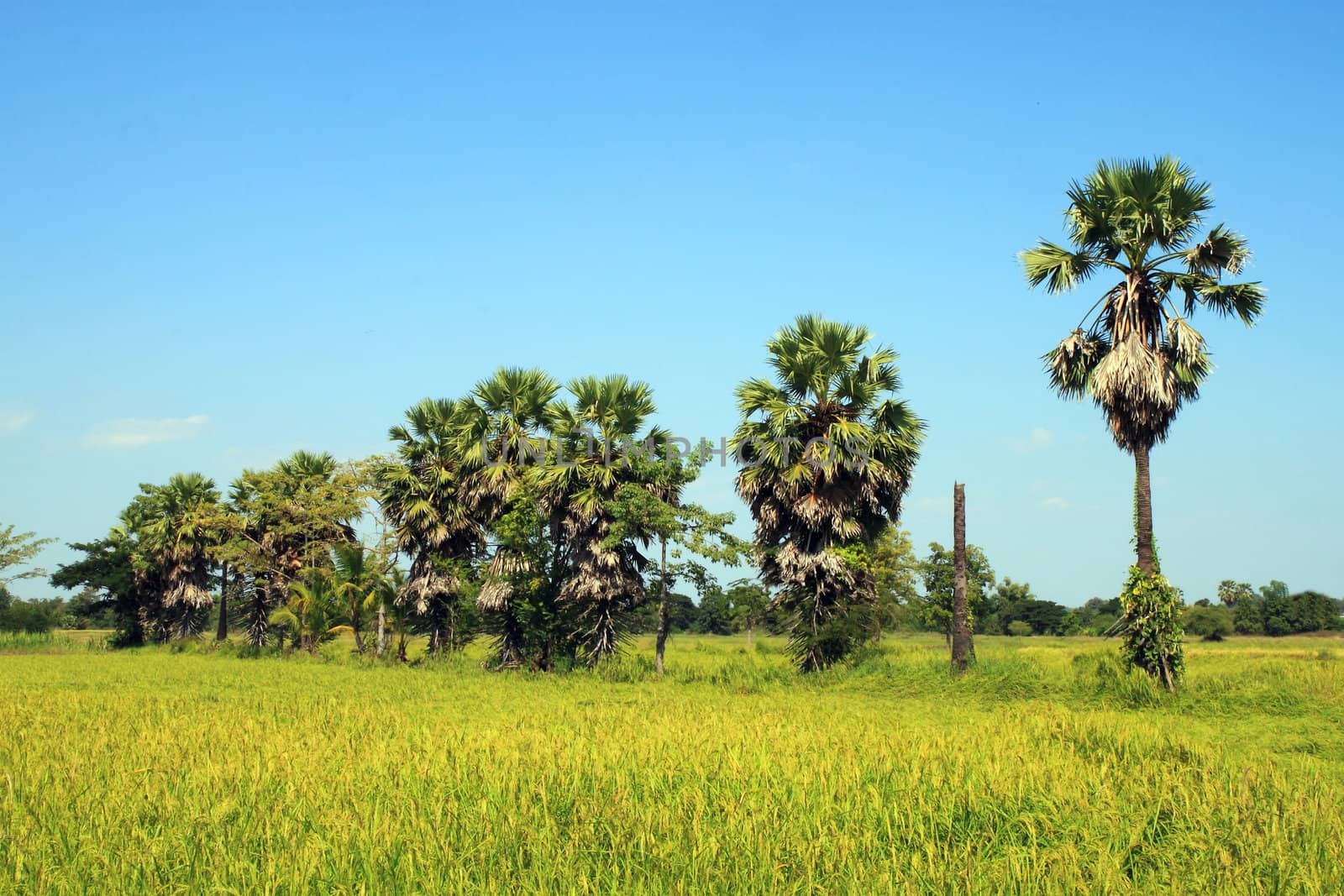 Sugar palm trees in the field ,Thailand by geargodz