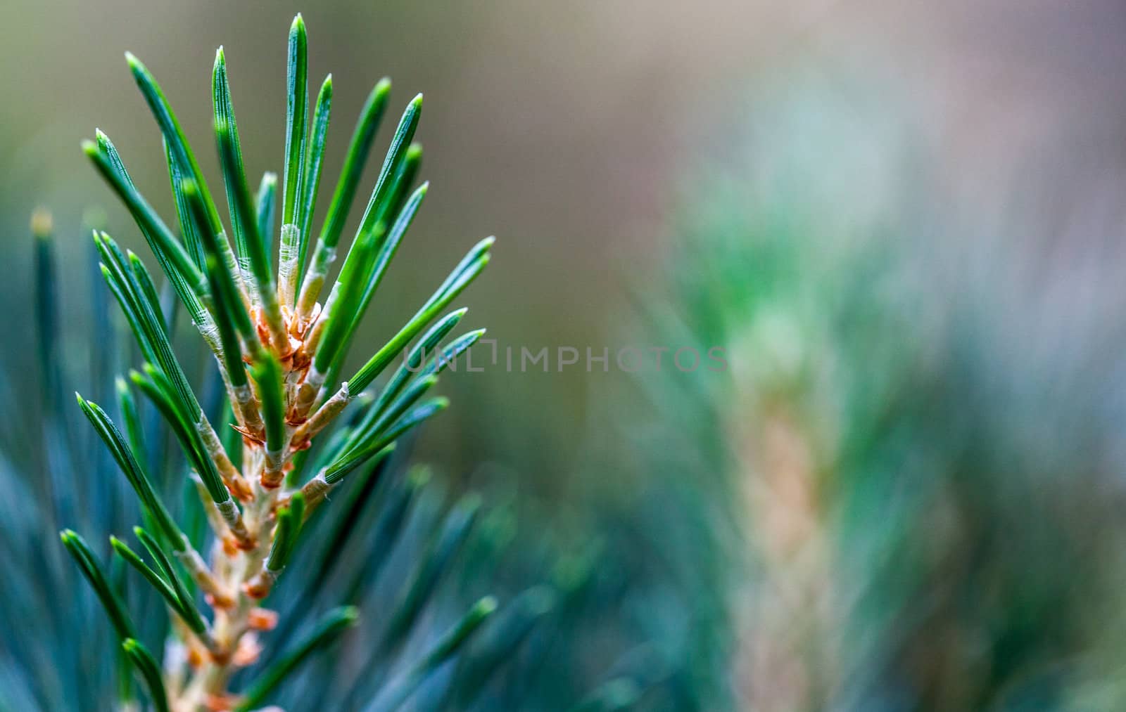 Macro shot of a young pine twig against a blurry natural background with a lot of copyspace.