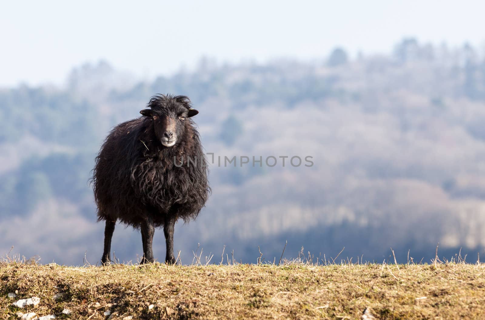 Black Domestic Sheep by RazvanPhotography