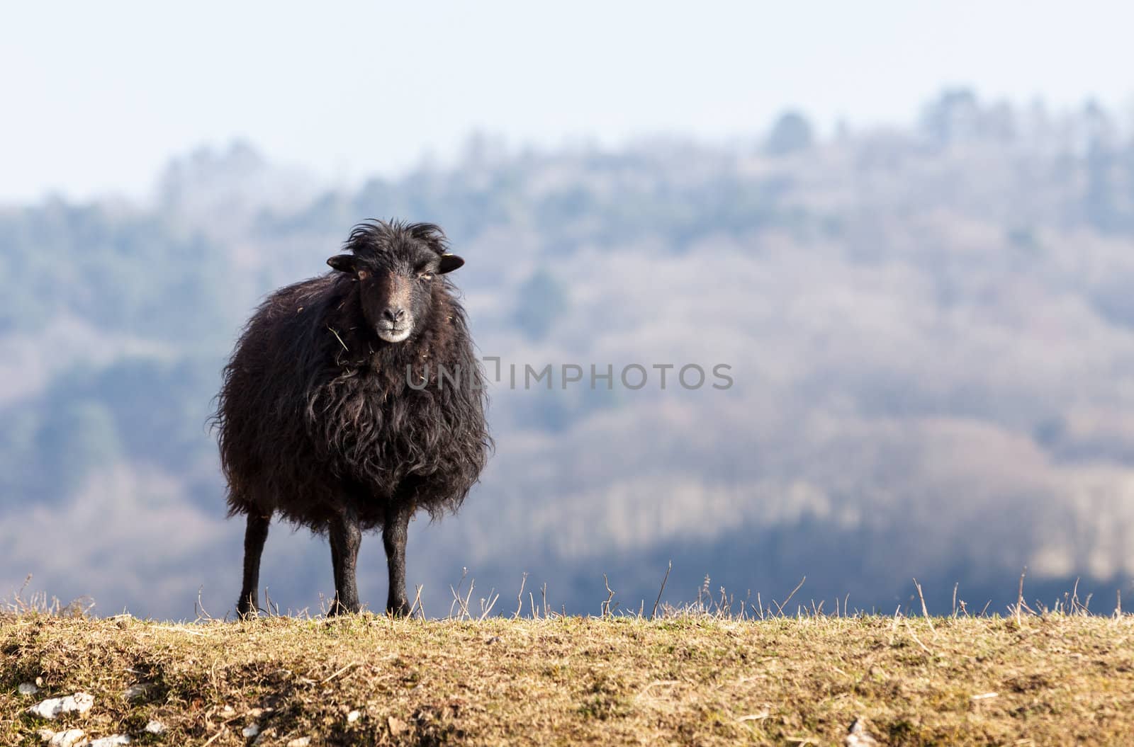 Portrait of a black domestic sheep Ouessant,which is the smallest sheep in the world, adapted to live in windy areas.