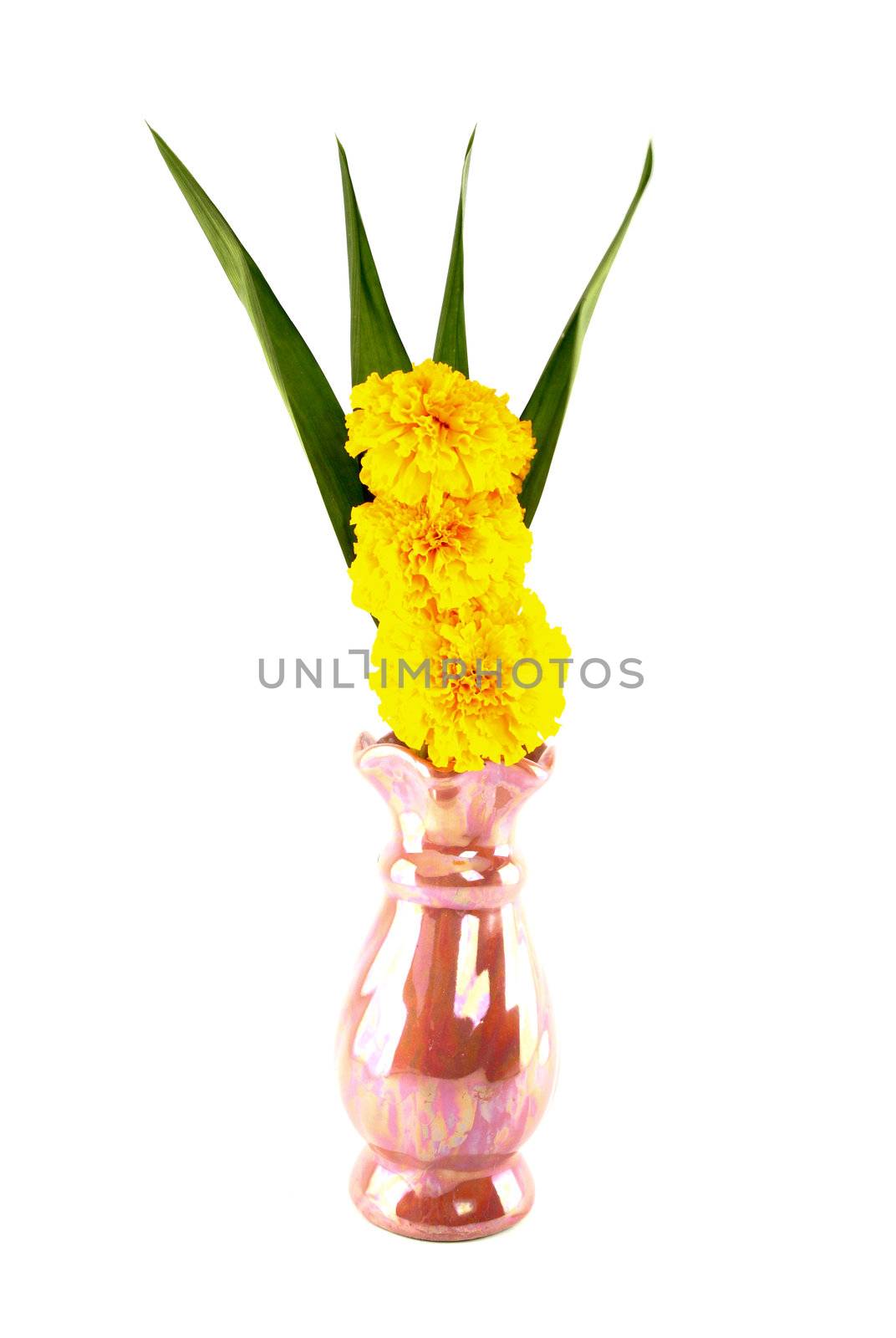 Marigold and pandan in vase for worship on white background