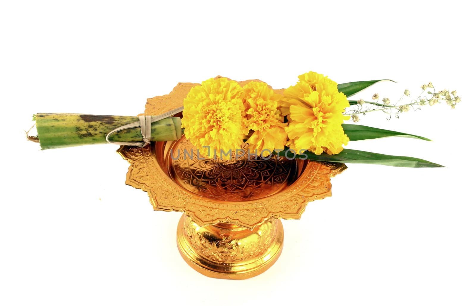 marigold with golden tray on white background by geargodz