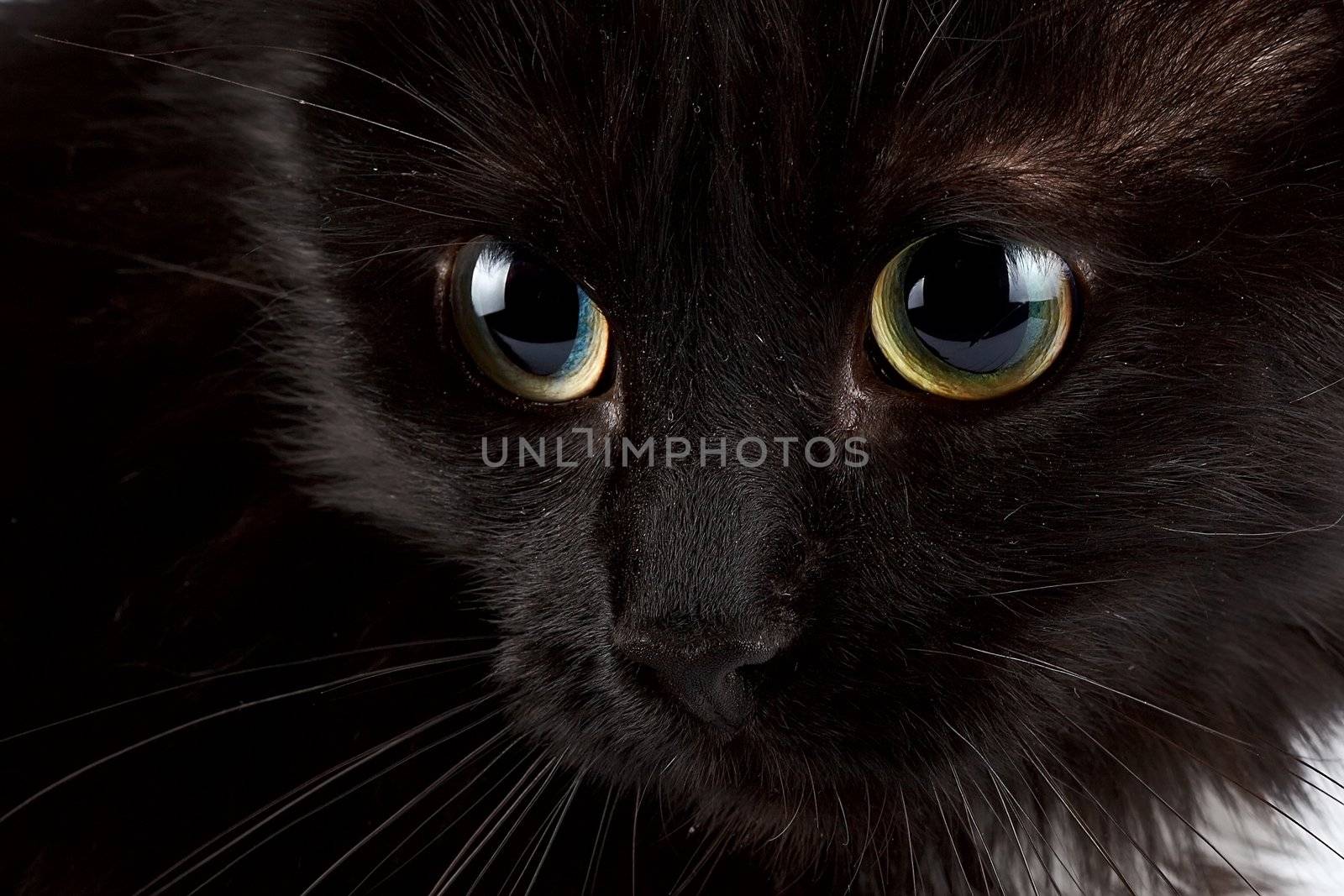 Eyes of a black cat by Azaliya