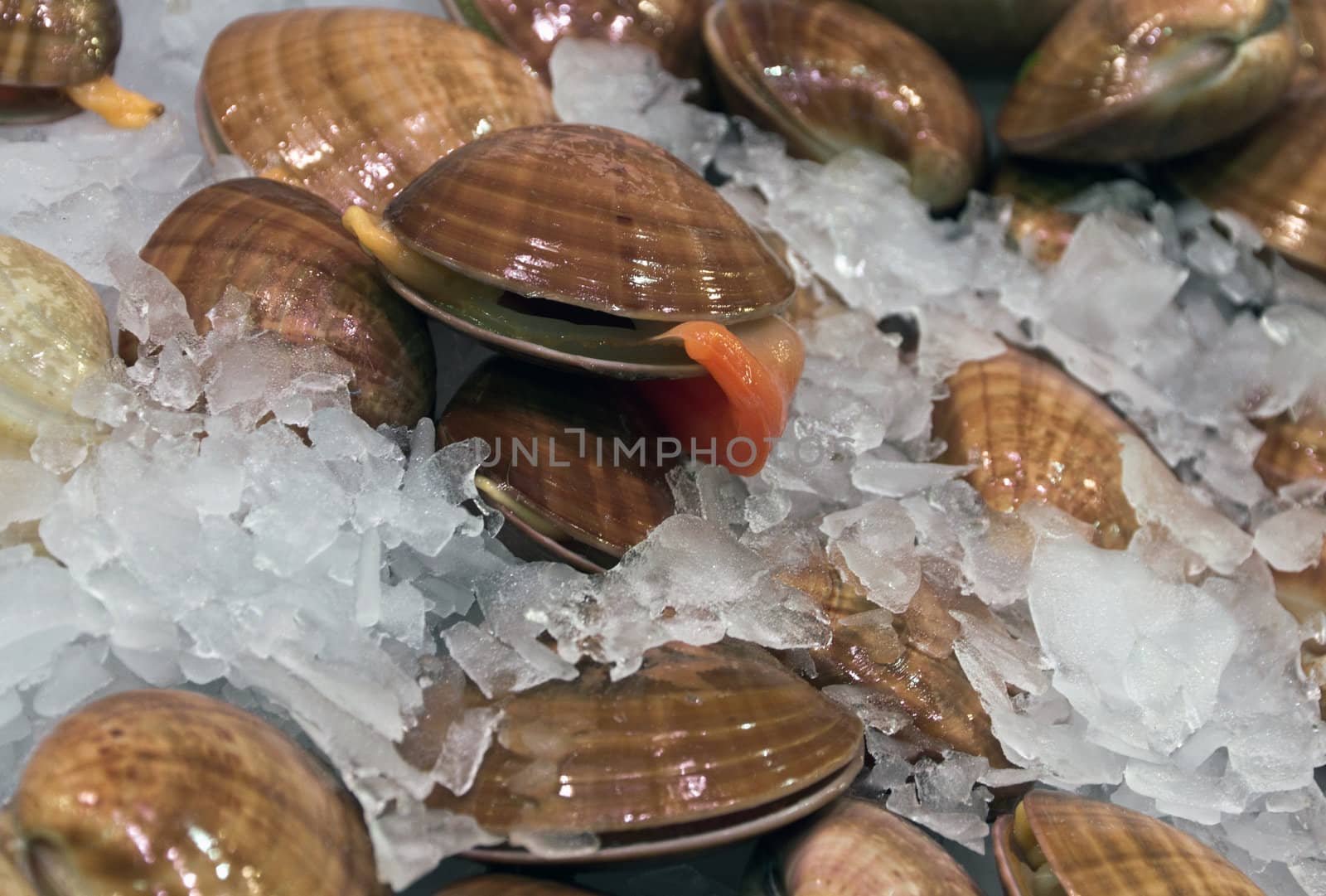 seashells - sea food on ice background