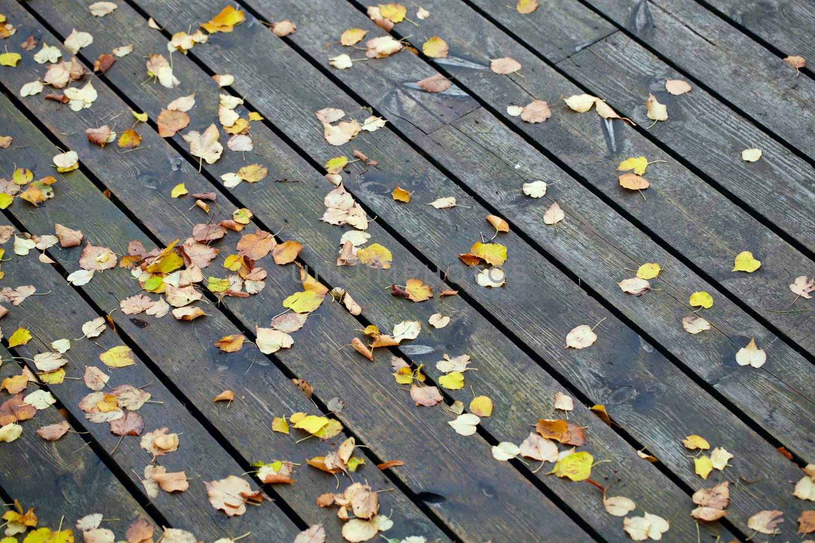 Boards with autumn leaves in the port.