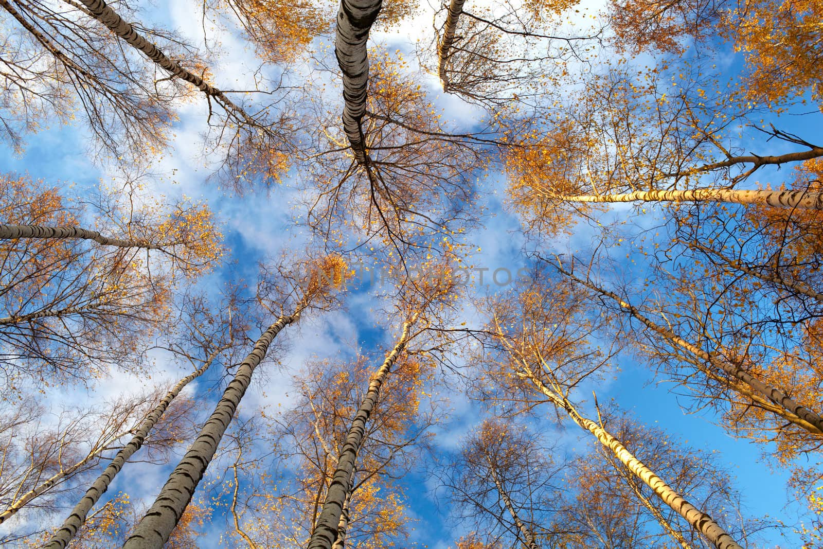 Birch trees. Low angle. by danr13