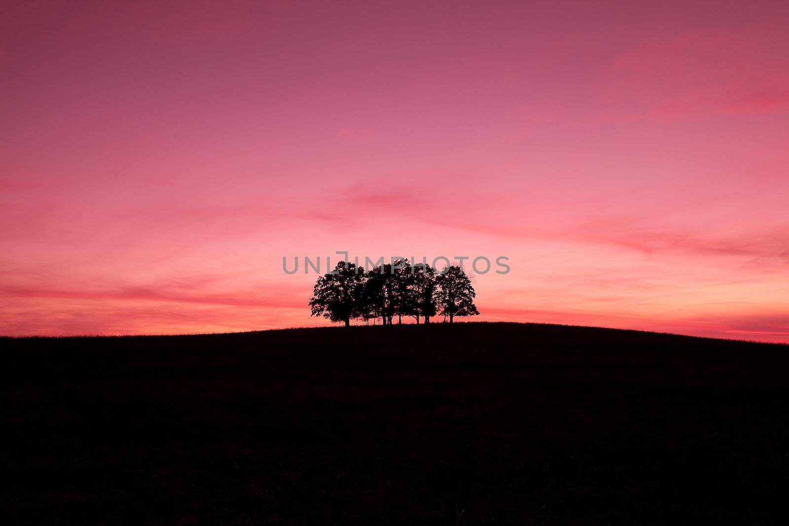 Lonely trees on the hill