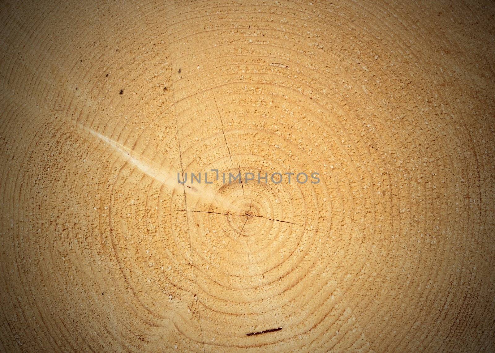 heart of a tree - middle of cut section on a big spruce trunk with vignette added