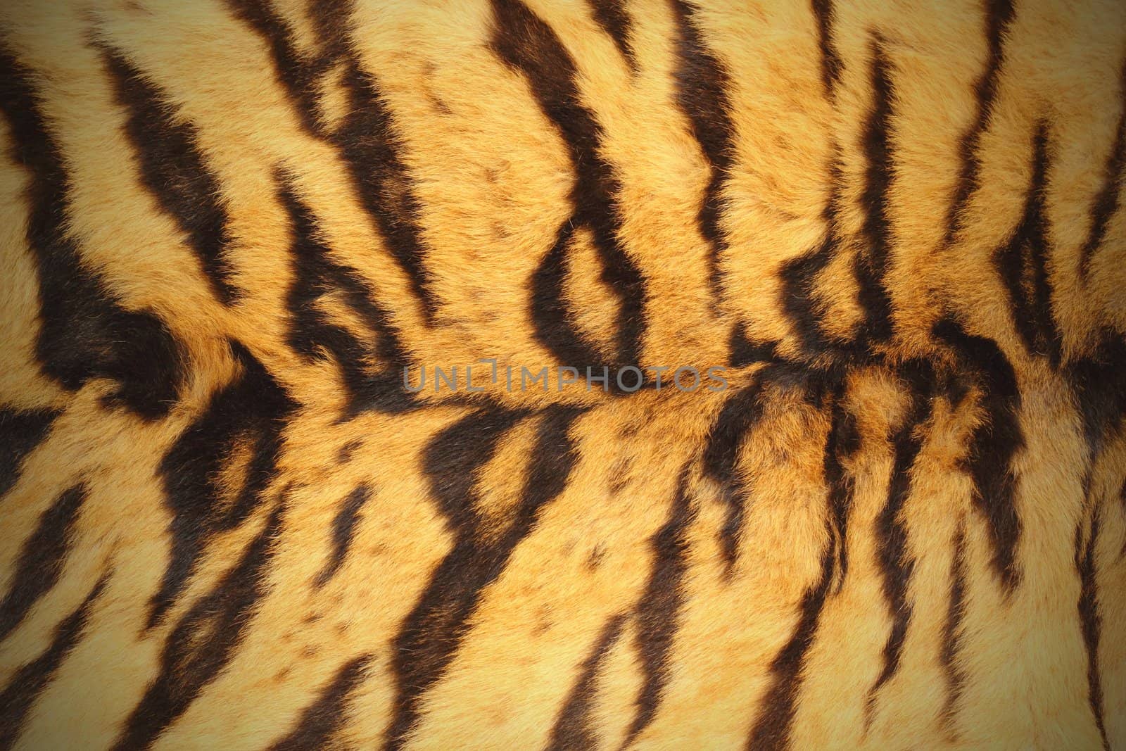 beautiful textured tiger pelt ( loins area ) with vignette