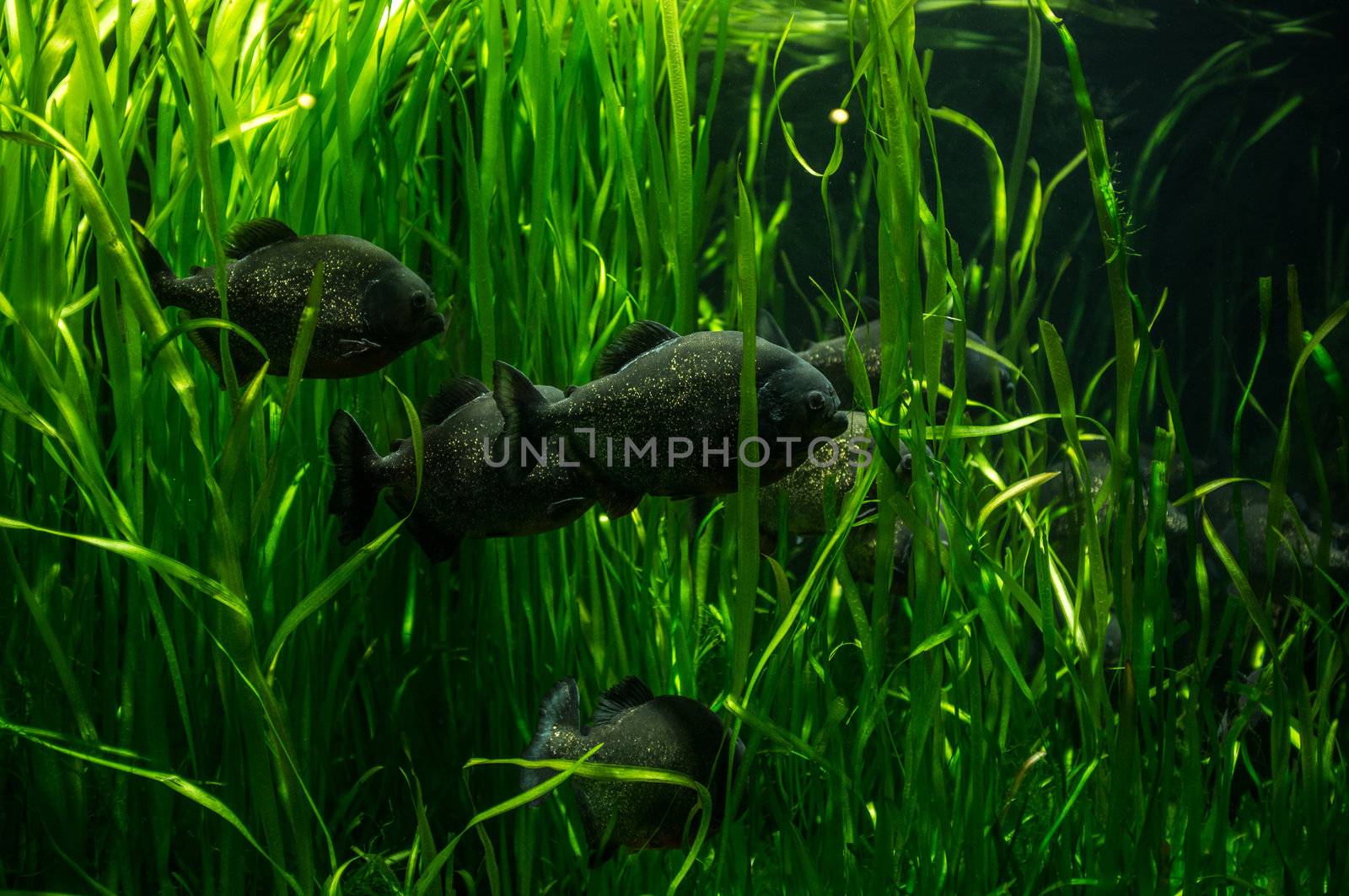 Shot of a school of fish swimming through underwater plants by stockyimages
