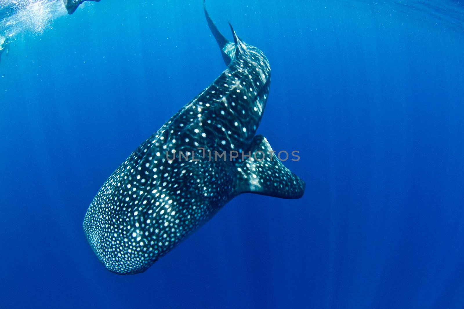 A huge whale shark turns to dive back to the deepths.