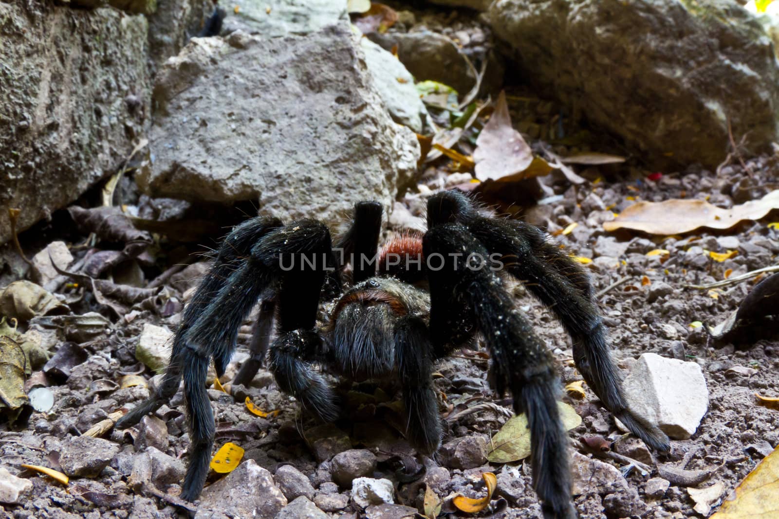 A huge tarantula strolls around the Guatemalan jungle