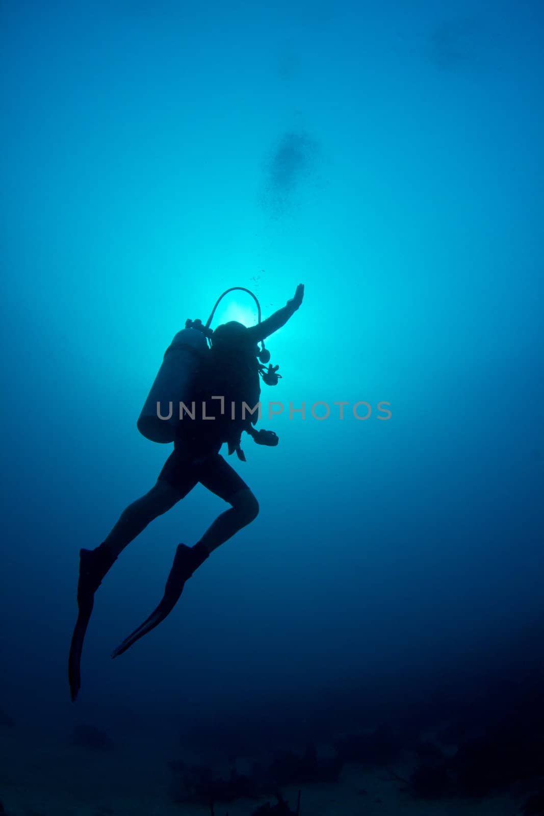A scuba diver ascends through the crystal clear waters of the Caribbean.