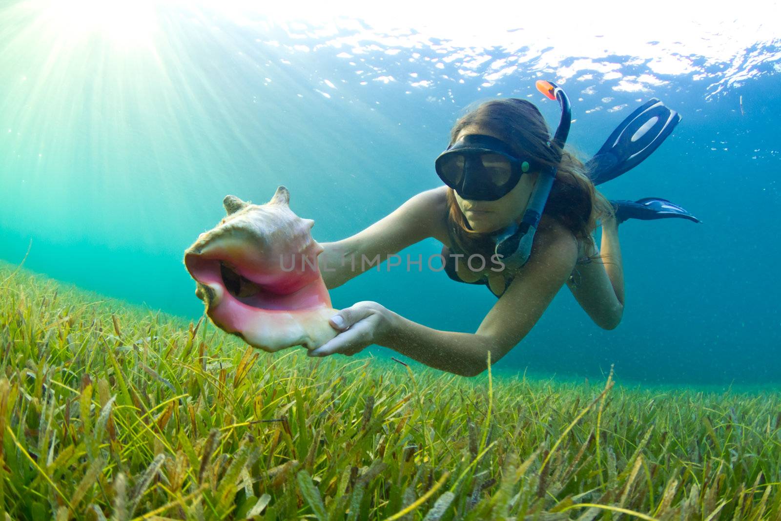 A young girl snorkelling in The Caribbean and finding a Conch shell