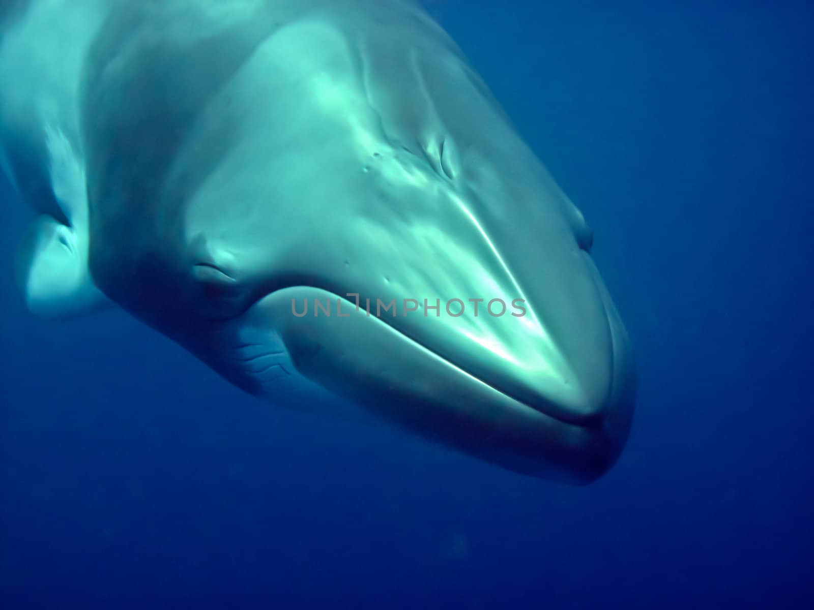 Close up of a curious minke whale on the great barrier reef.