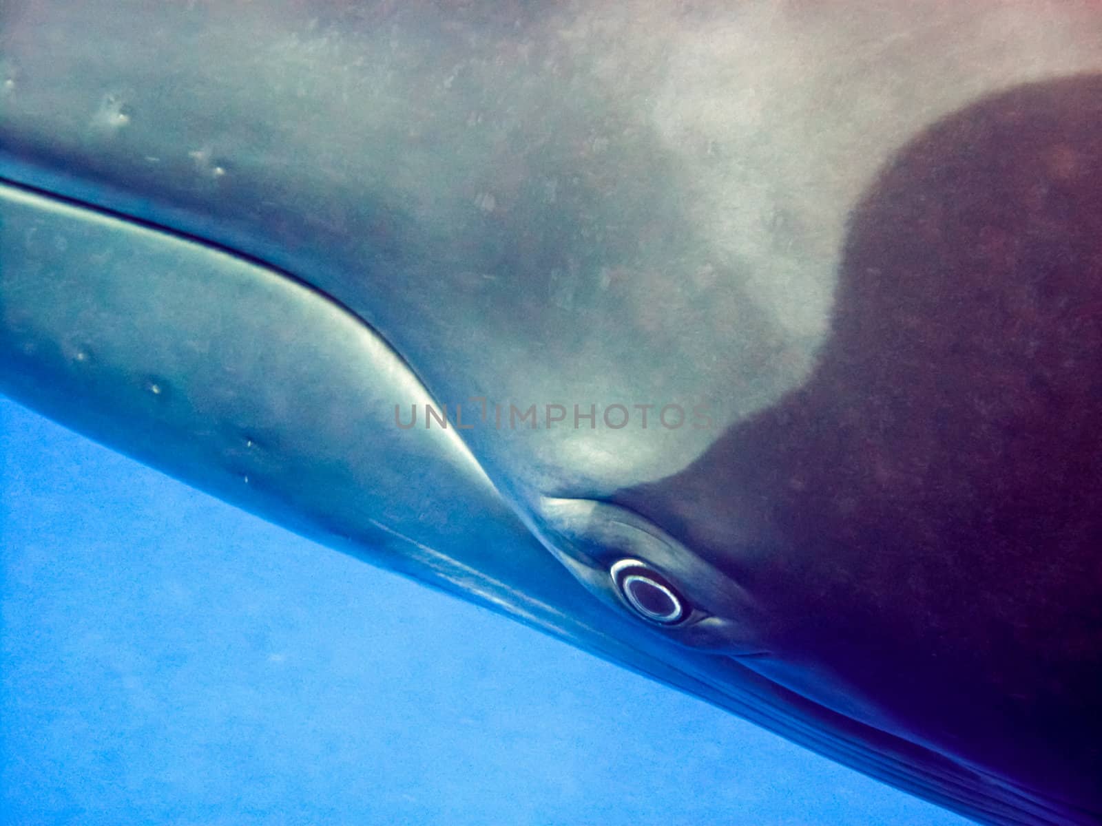 extreme close up of a minke whale eye. Australia.