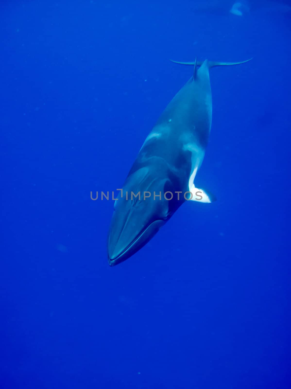 A huge Minke whale swims by in the Blue of the great barrier reef.