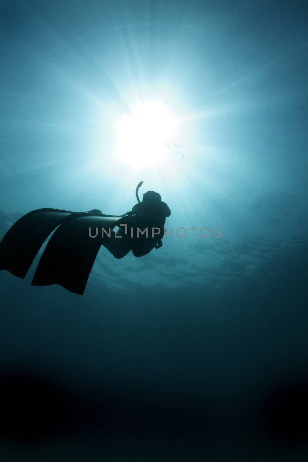 A freediver ascends after a deep dive on the great barrier reef Australia.