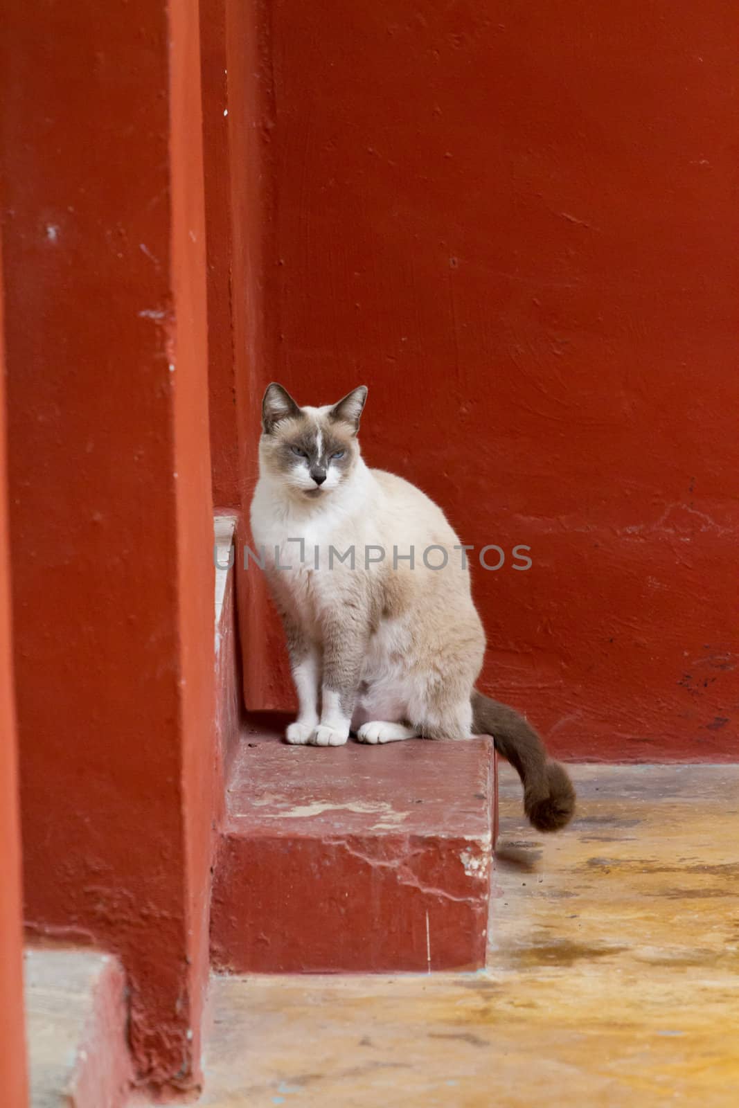 A cat soaks up the sun on an island in Mexico