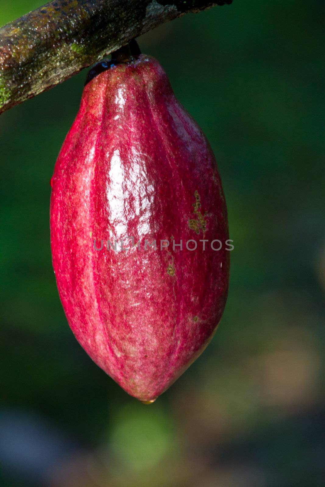 Ripe red cocoa fruit in Belize. Chocolte fruit.