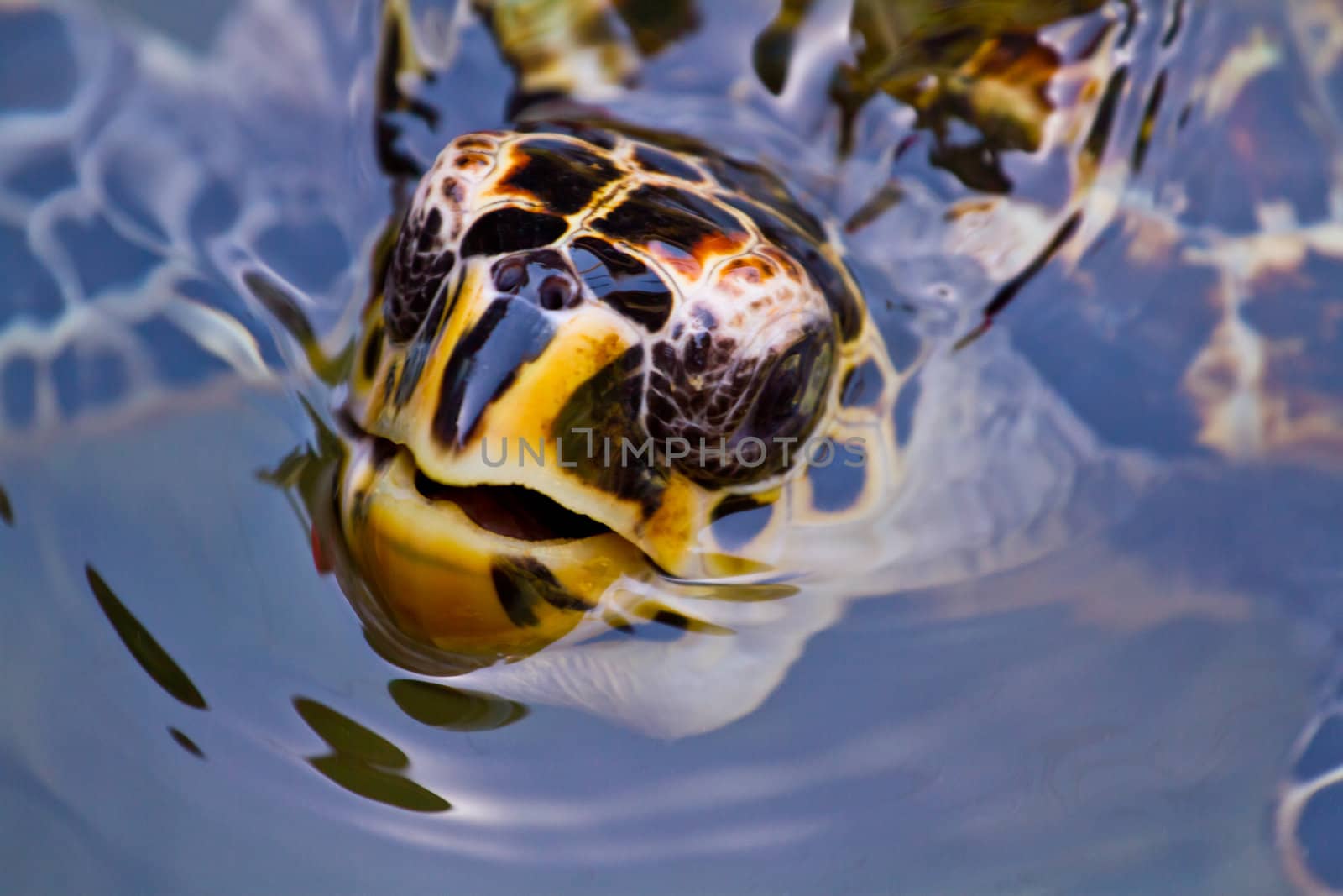 A hawksbill turtle in Honduras, Central America