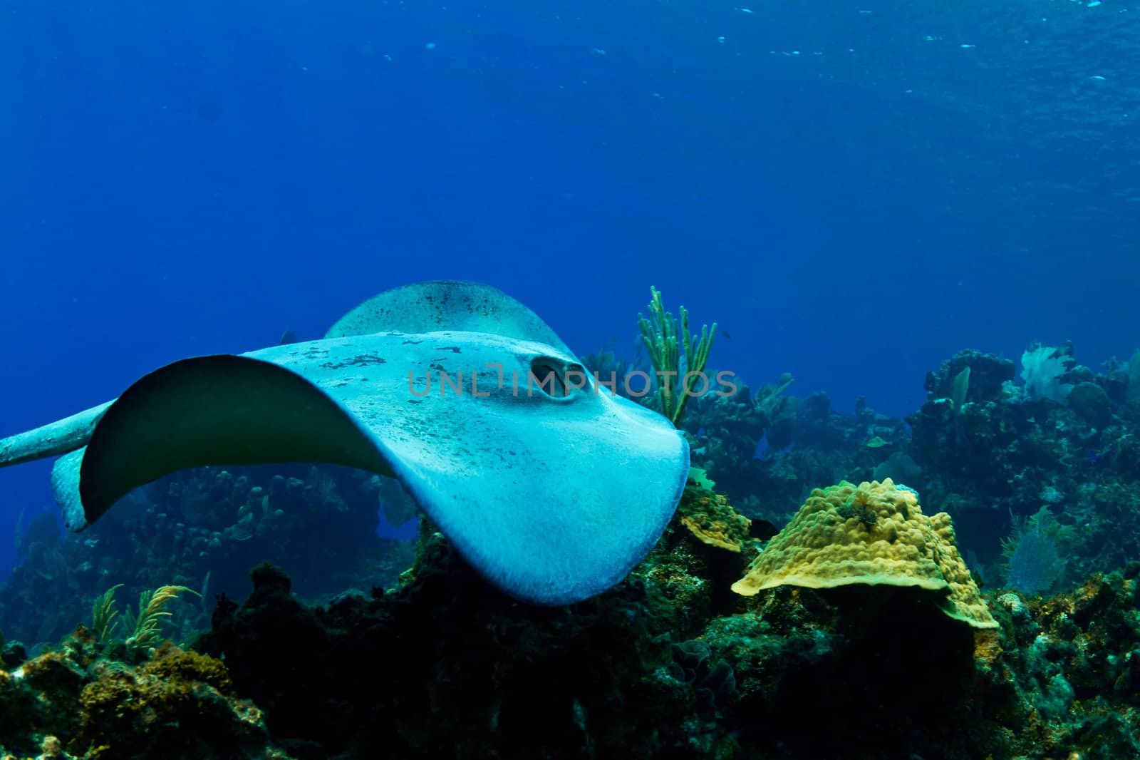 A stingray swims over a tropical reef in  Honduras,  Central America