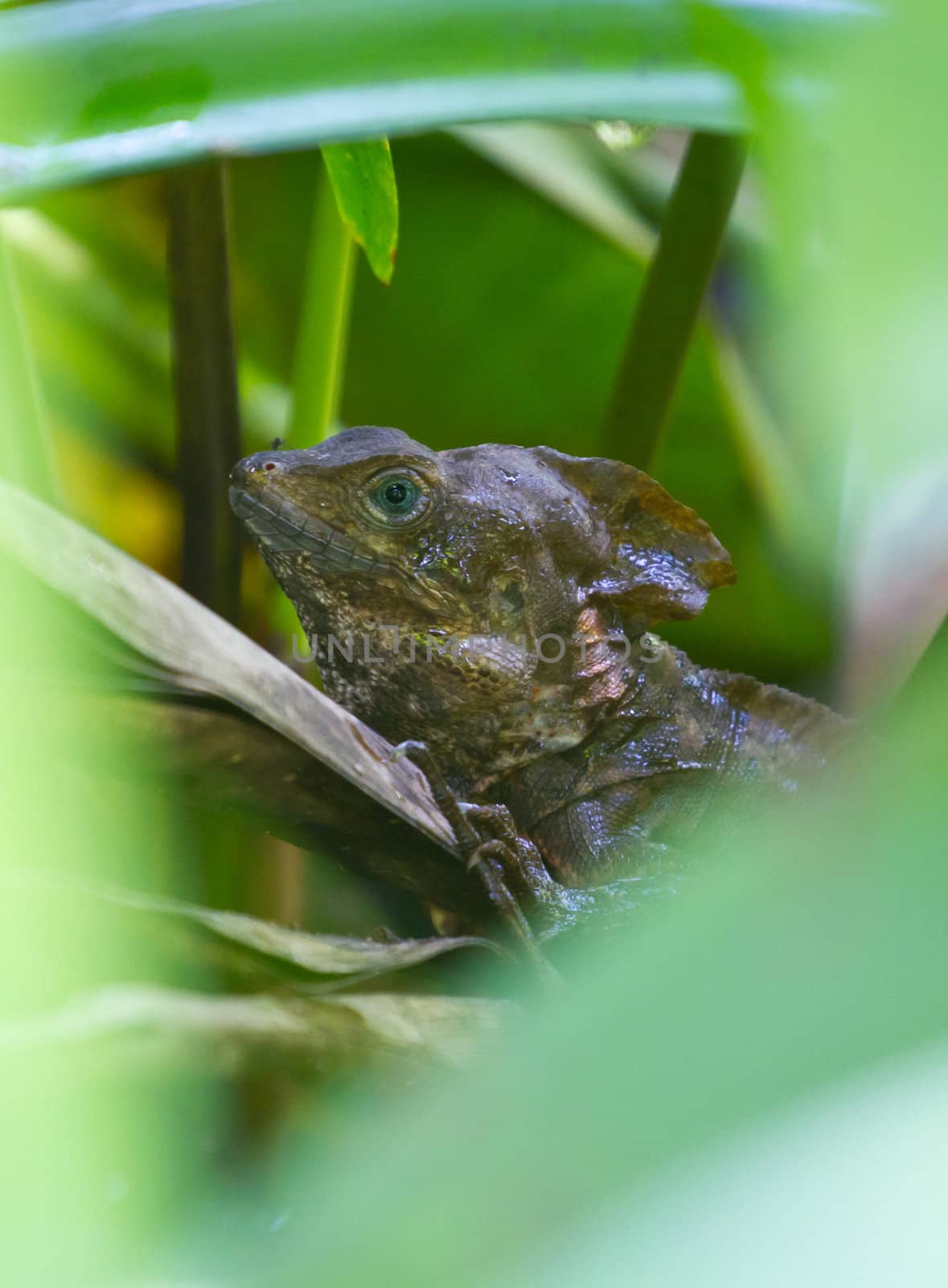 A tropical dragon hides in the reeds on the waters edge deep in the jungle of Guatemala.