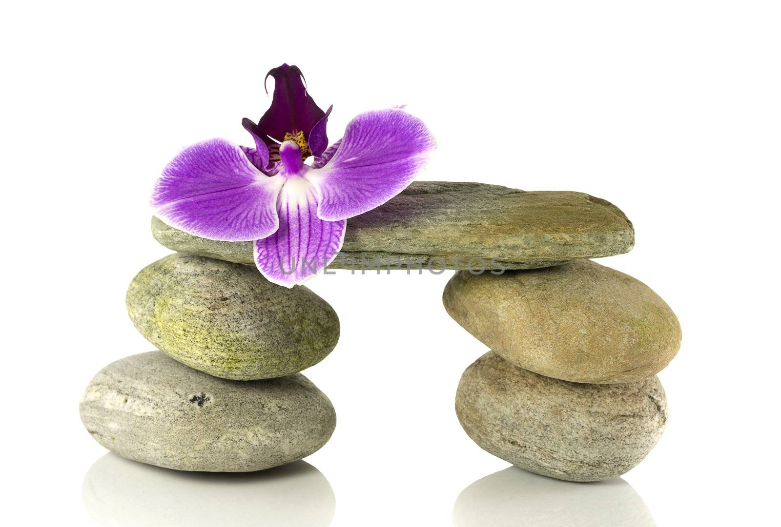 balance rocks with purple orchid flower