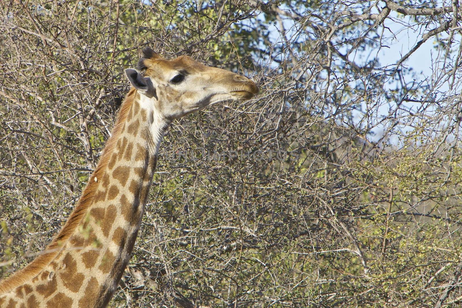Giraffe eating in the Kruger National Park, South Africa