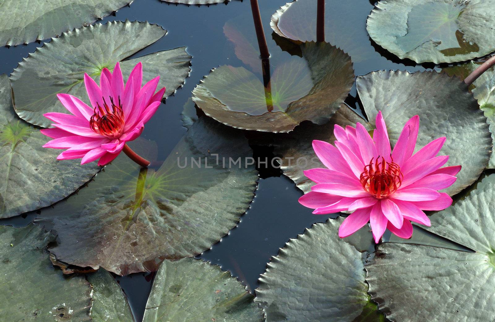 PInk Lotus on the River by geargodz