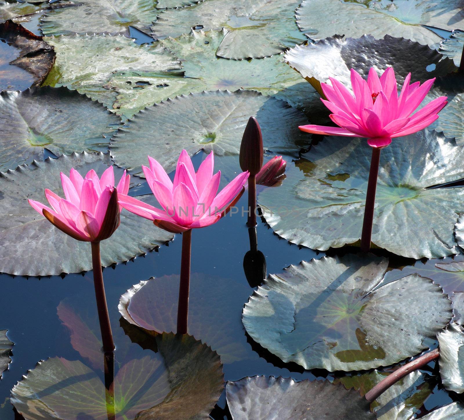 Water lily lotus flower and leaves