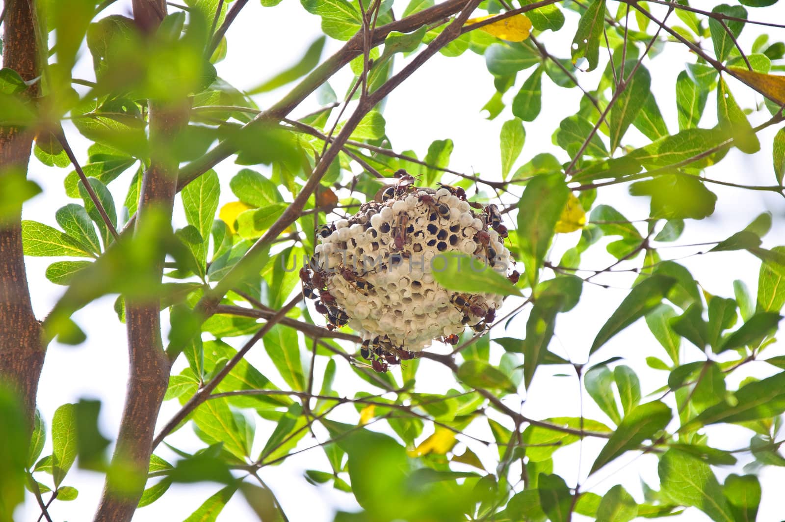 Wasp hive clinging to a tree, Thailand