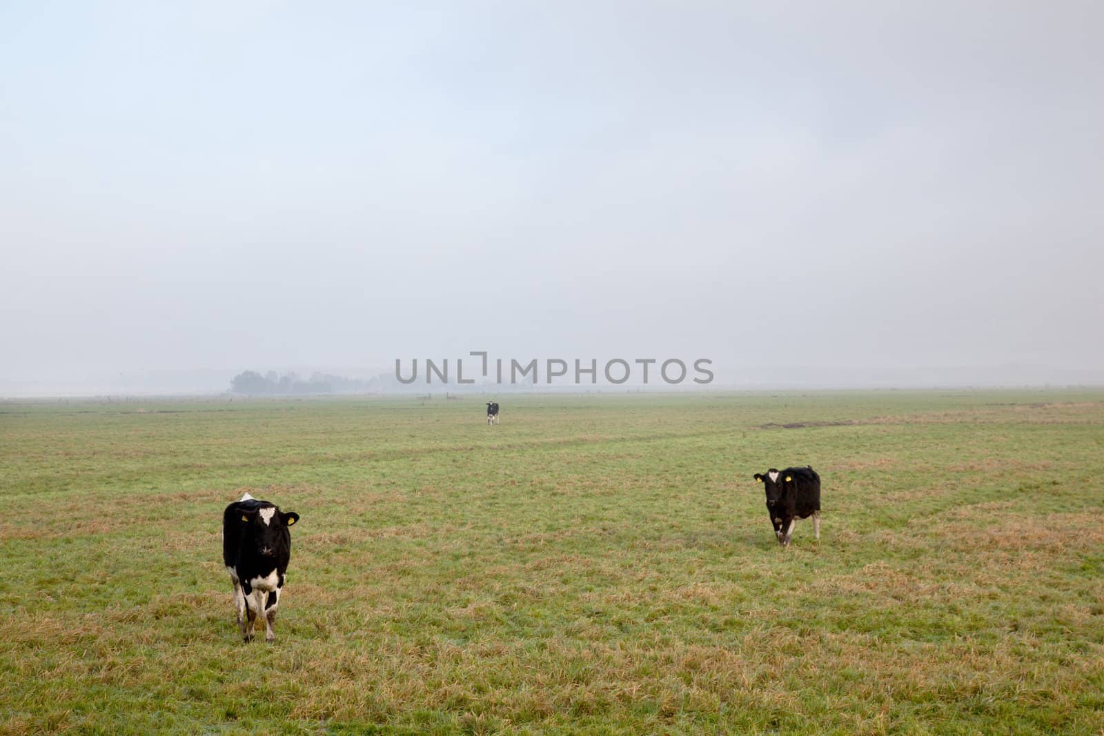 three black and white cows in dutch polder